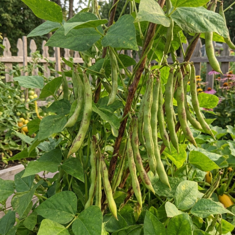 20+ Tiger's Eye Bean Seeds