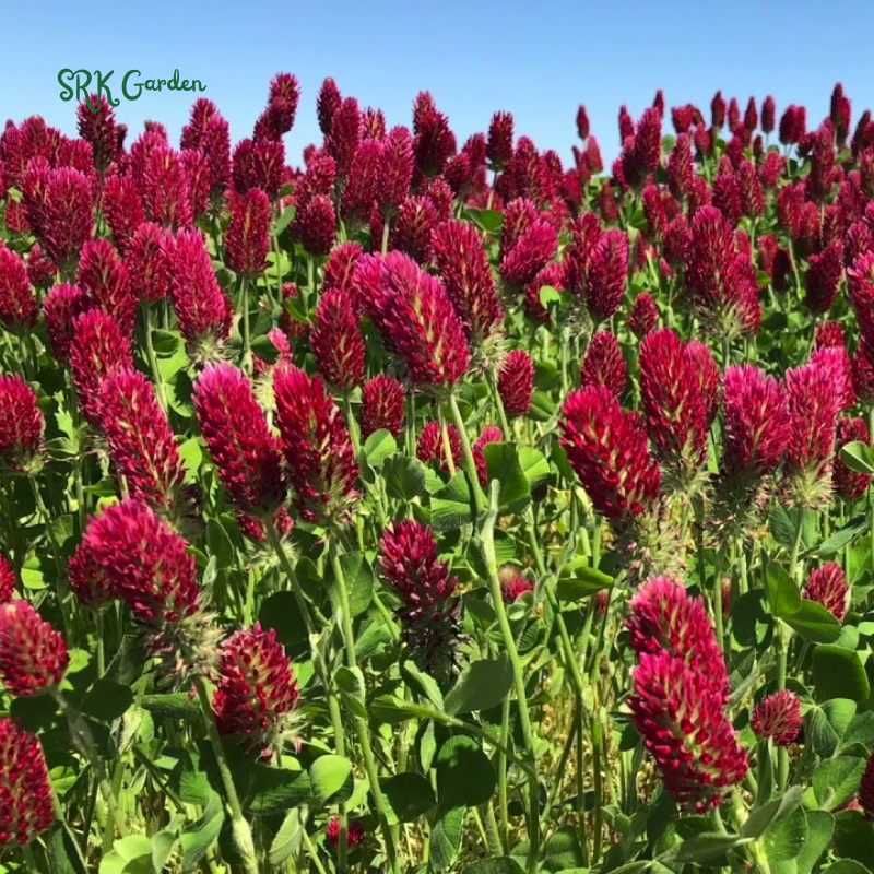 Crimson Clover Seeds for Planting | 1000 seeds