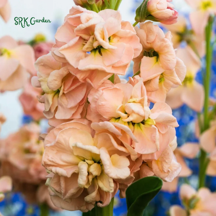 Katz Apricot Srock Seeds, Matthiola Incana | 50 Seeds