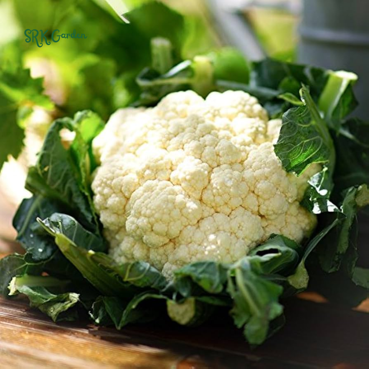 Organic Snowball Cauliflower Seeds, Y Improved Self Balancing | 150 Seeds