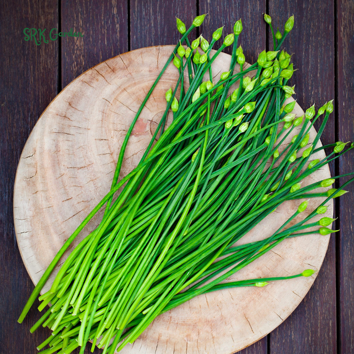Garlic Chives Seeds | 200 Seeds