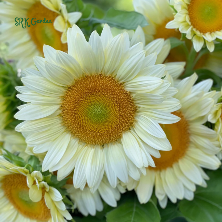 Pro Cut White Lite Sunflower Seeds | 20 Seeds