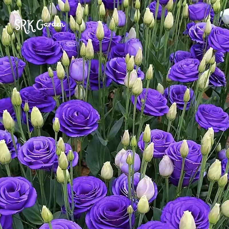 Eustoma / Lisianthus Grandiflorum Thornless Rose  Seeds, Year-around Planting