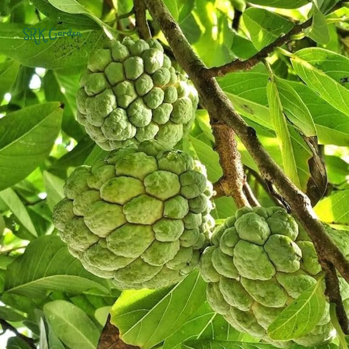 Sugar Apple Live Fruit Tree 10”-20” Tropical Plant