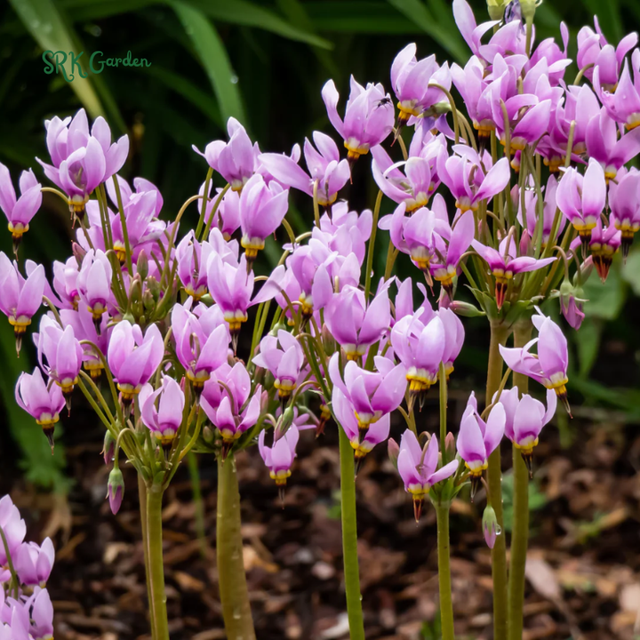 Midland Shooting Star Seeds for Planting | 25 Seeds