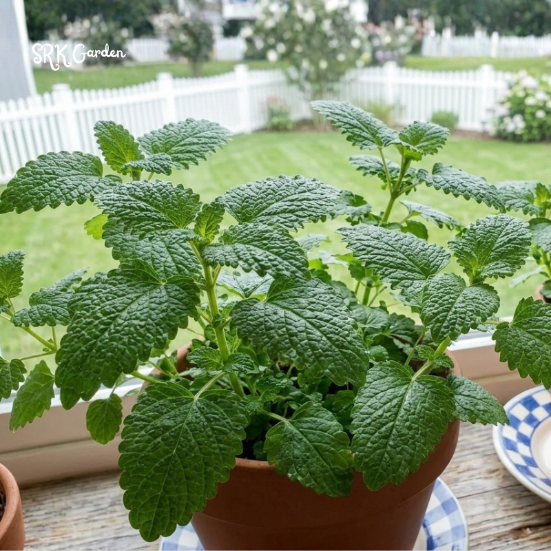 150+ Lemon Balm Seeds