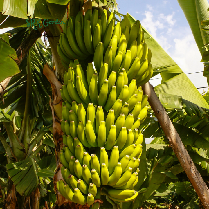 Dwarf Cavendish Banana Plant Live Tree