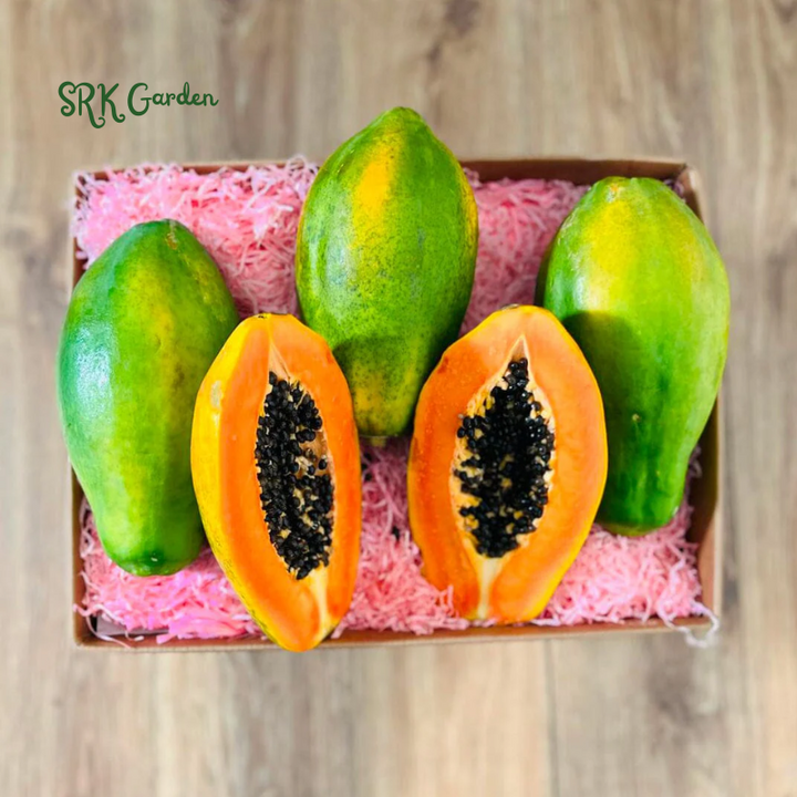 Dwarf Papaya Red Lady Live Tree Plant - Dwarf Tropical Fruit Starter |  Rooted in 3-Inch Pot
