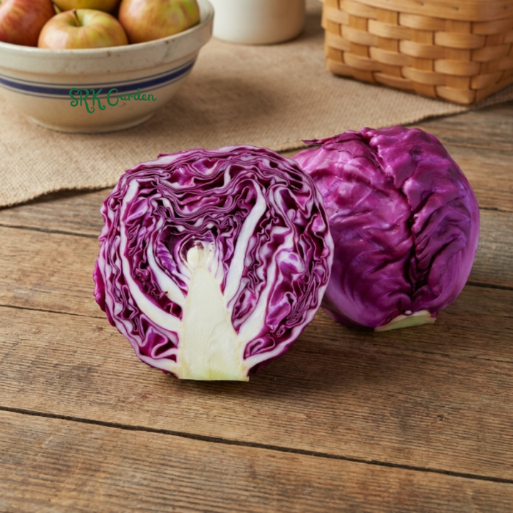 Red Acre Cabbage Seeds | 150+ Seeds