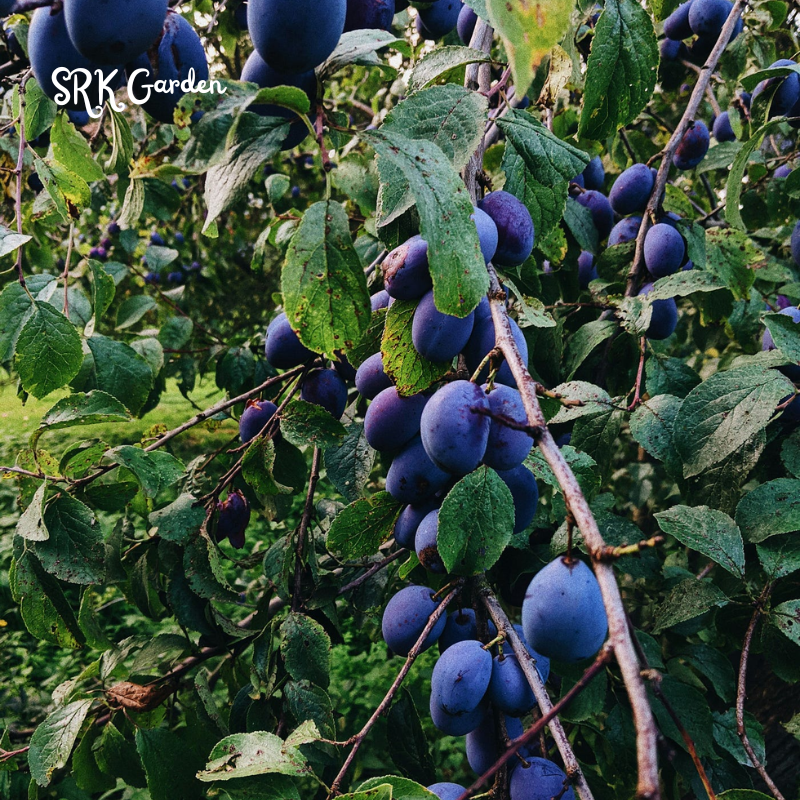 Damson Blue Plums Fruit Plants | Live Plants 1-2ft tall