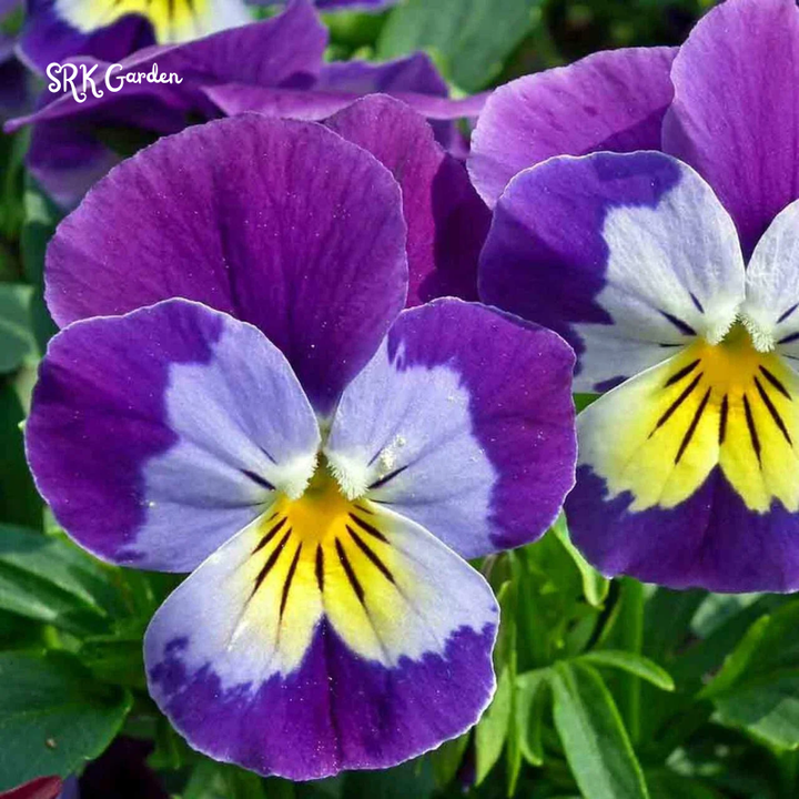 Helen Mount Johnny Jump Up Seeds | 120 Seeds