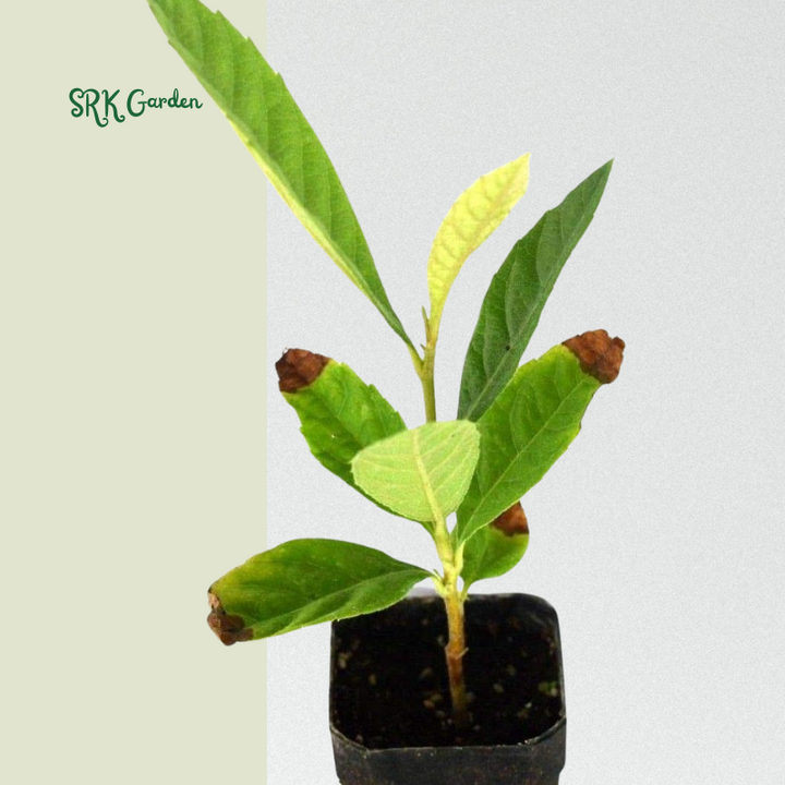 Loquat Live Plants Starter Plant Plug 4-7 Inches Tall Easy-to-Grow - Sweet and High Yeild