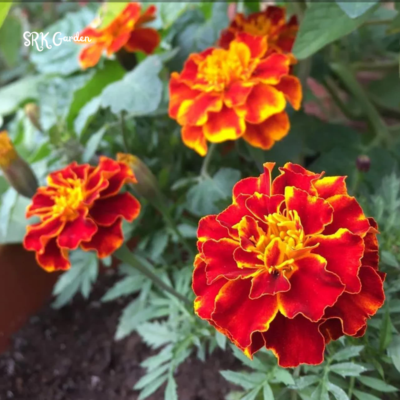 Sparky French Marigold Seed | 300 seeds