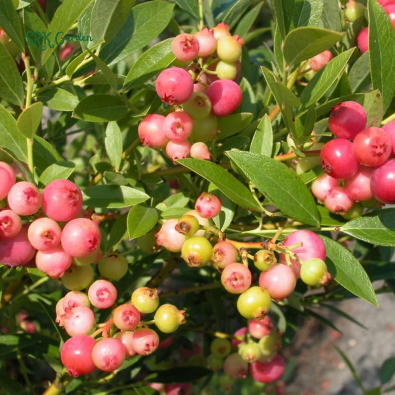 Blueberry Plants Pink Lemonade in 4" pot