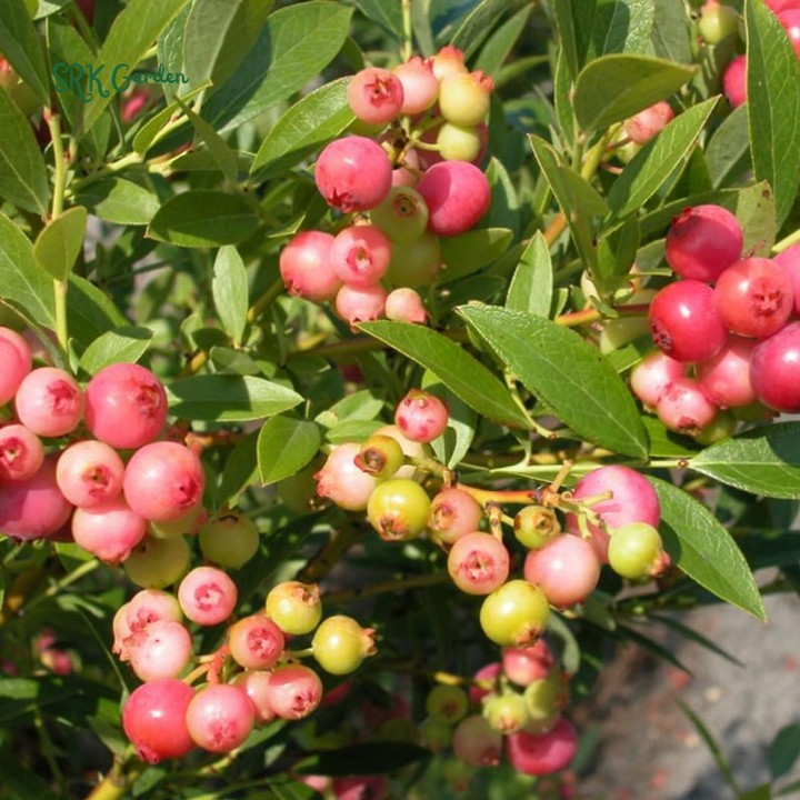 Blueberry Plants Pink Lemonade in 4" pot