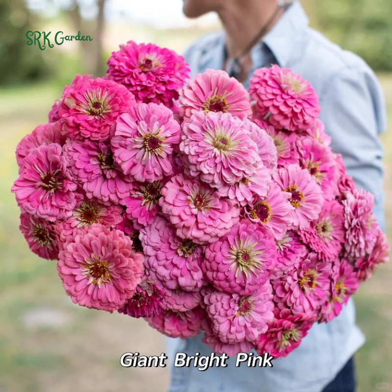 Zinnia Seeds - California Giant Mix - Mixed Colors and Large Blooms