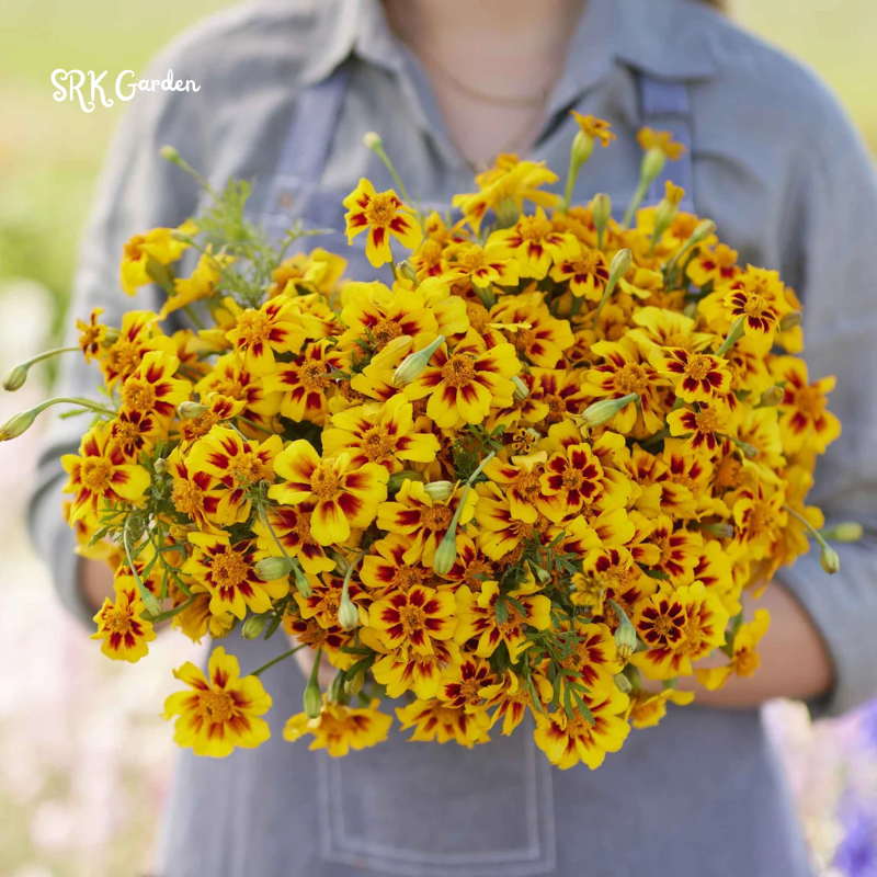 Dainty Marietta French Marigold Seeds | 200 seeds