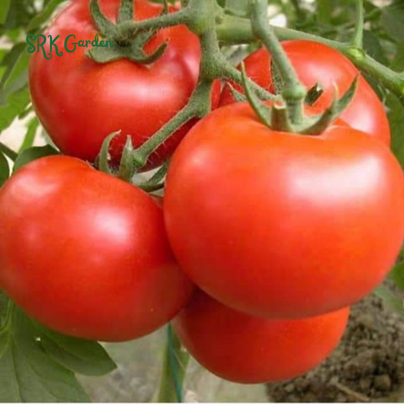 300 Tomato Beefsteak Seeds - Organic, Non GMO - Grow Indoors, Outdoors
