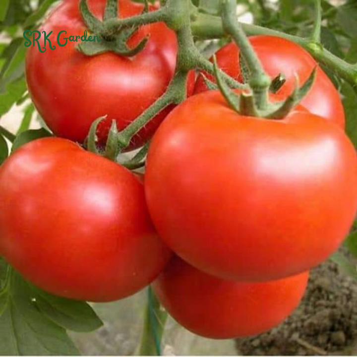 300 Tomato Beefsteak Seeds - Organic, Non GMO - Grow Indoors, Outdoors