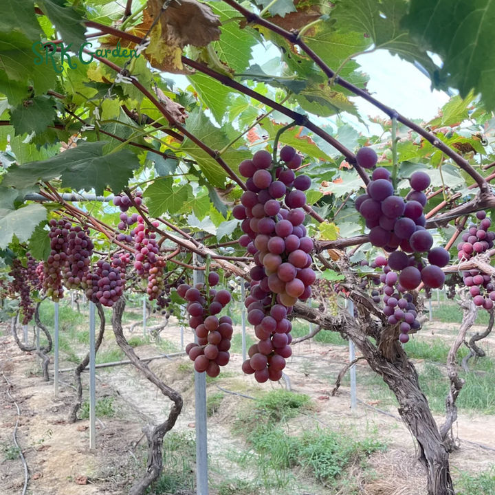 Red Grape Vine Live Plant for Planting. Fruit Tree 1-2 Year Old