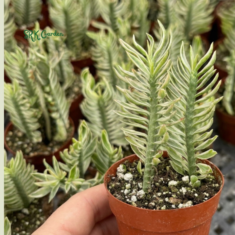 Devil's Backbone, Variegated Succulent in 2.5" pot