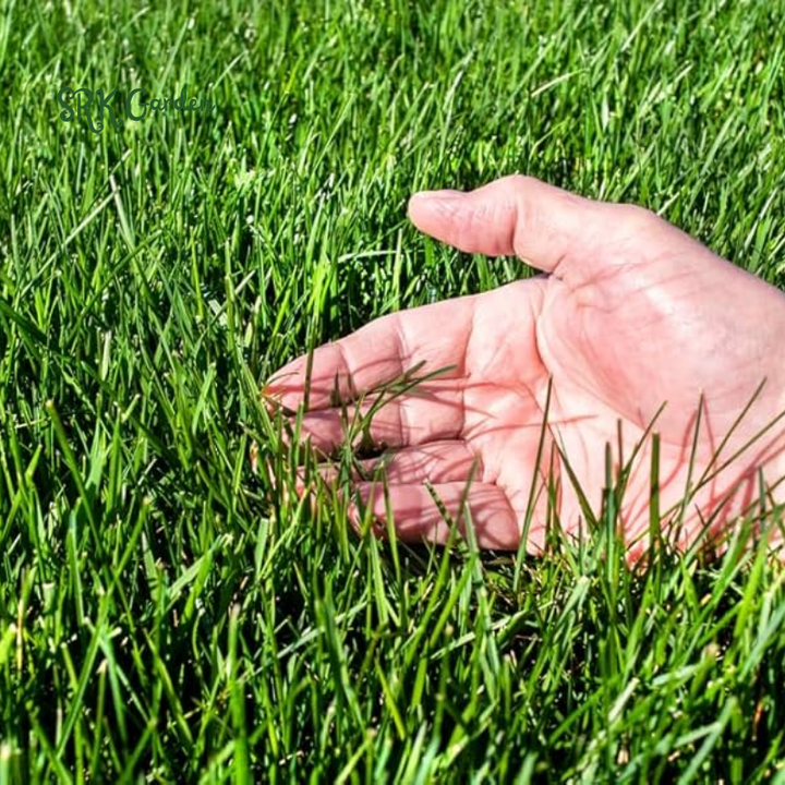 Fescue Penkoted Grass Seed 3 lb