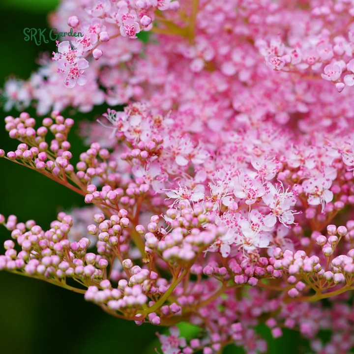 Queen of the Prairie Seeds | 25 Seeds