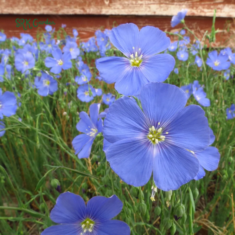 Blue Flax Seeds for Spring | 350 Seeds