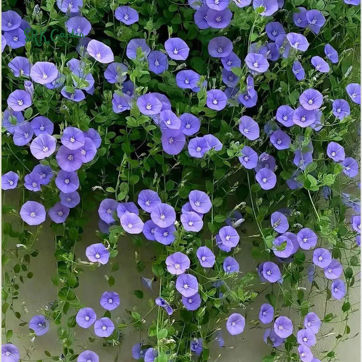 Heavenly Blue Morning Glory Seeds | 50 Seeds