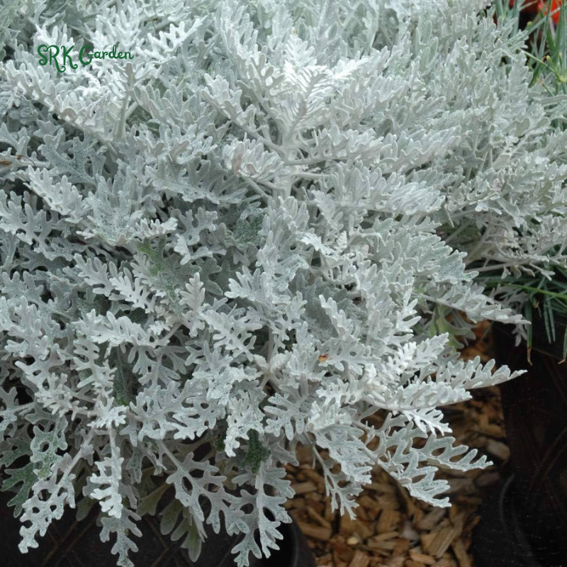 Dusty Miller Seeds, Senecio Cineraria | 200 Seeds