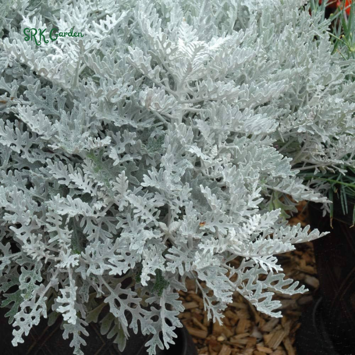Dusty Miller Seeds, Senecio Cineraria | 200 Seeds