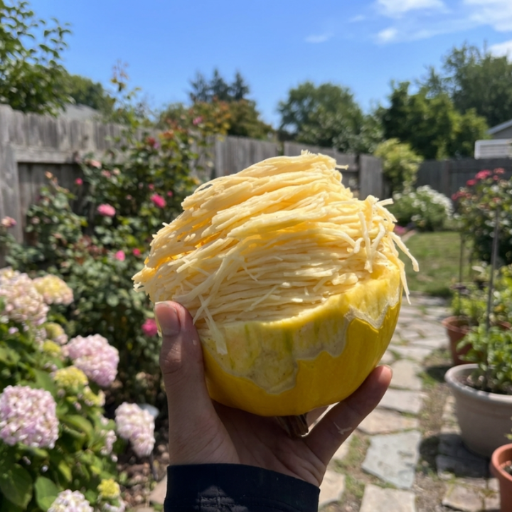 25+ Vegetable Spaghetti Winter Squash Seeds