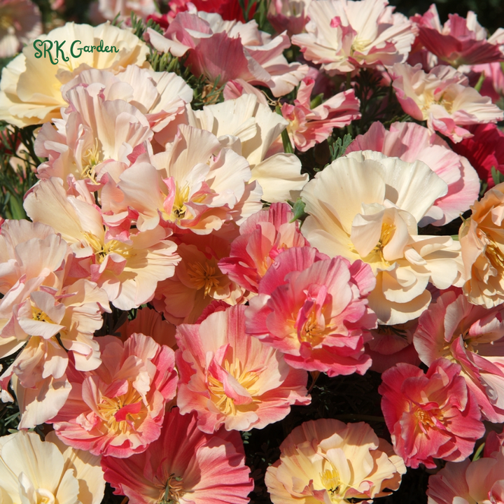Silky Chiffon Poppy Seeds - Appleblossom | 100 Seeds