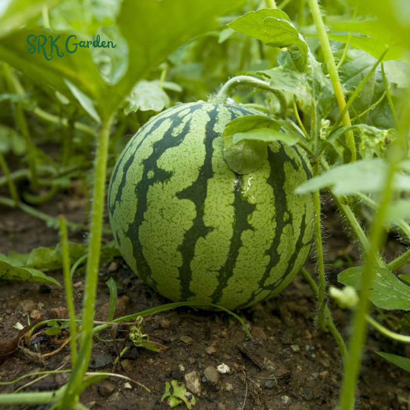 Organic Watermelon Seeds, Easy to grow