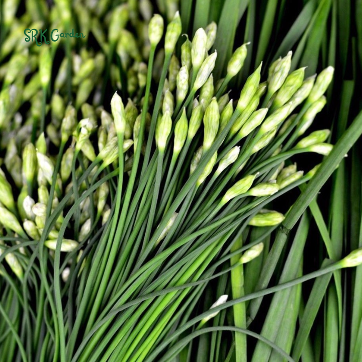 Garlic Chives Seeds | 200 Seeds