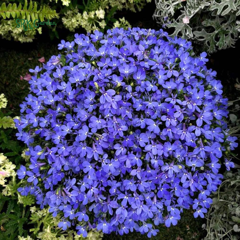 Lobelia Crystal Palace Violet-Blue Flower Seeds | 200 Seeds