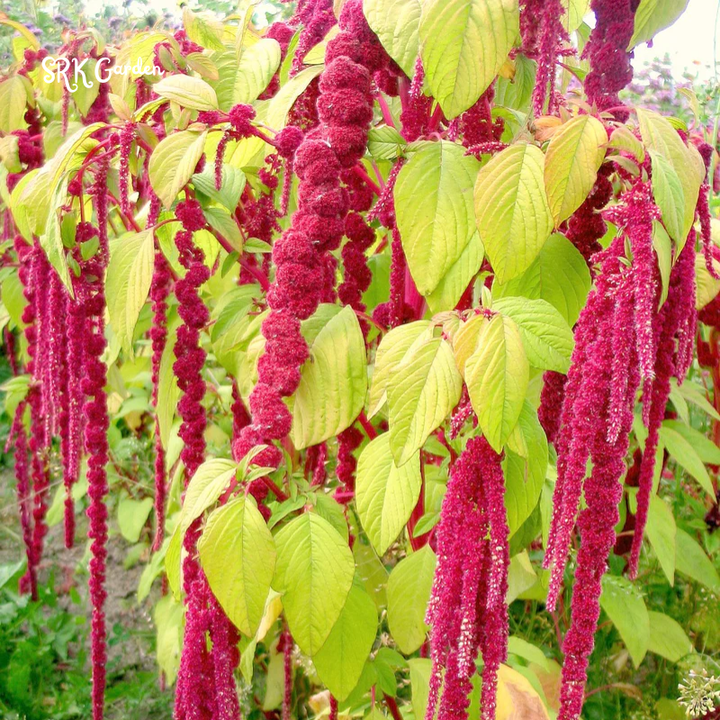 Love Lies Bleeding Seeds | 300 seeds