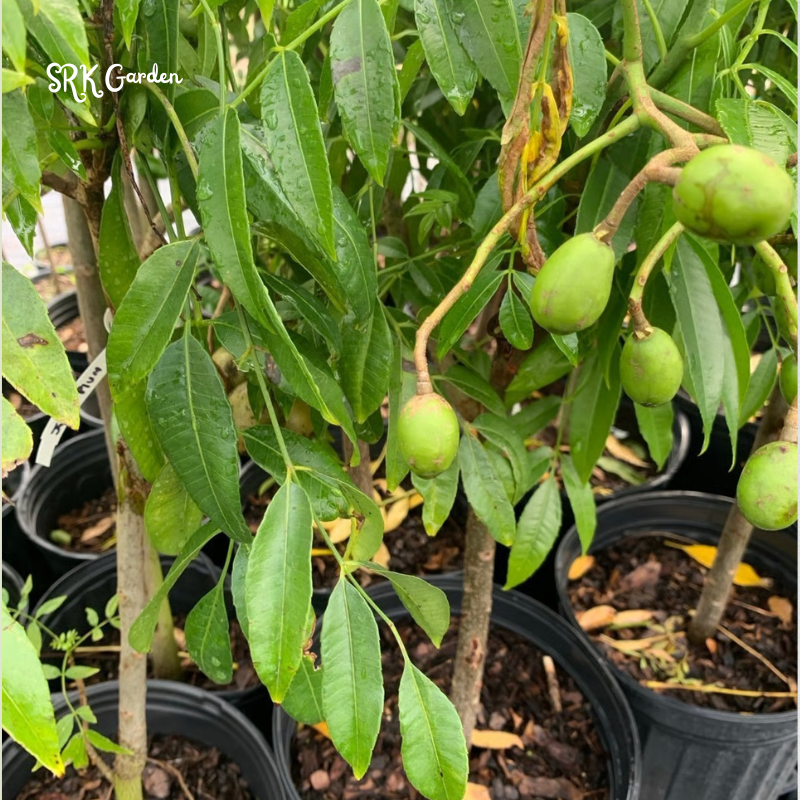 June Plum Tropial Fruit Trees - 1 - 2 Feet Tall