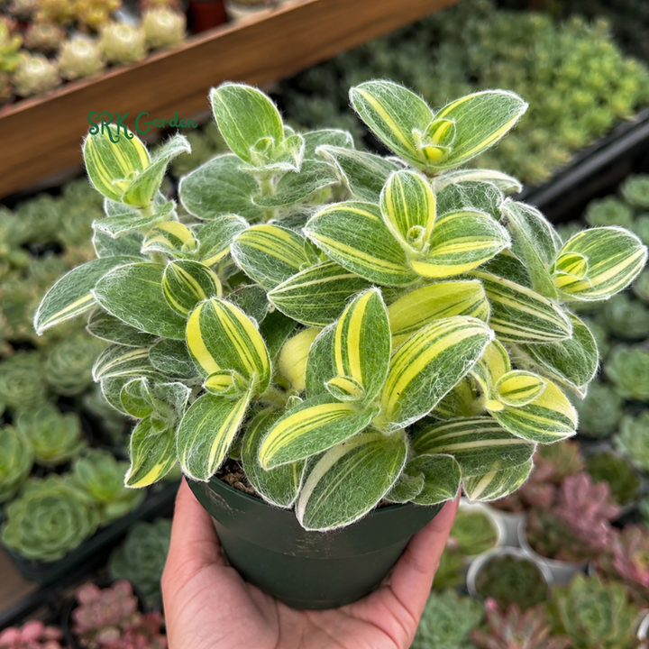 White Velvet, Cobweb Spiderwort, Pistachio, Tradescantia Sillamontana Variegata in 4" pot
