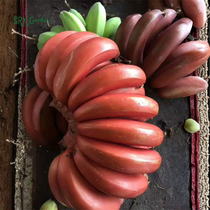 Red Banana Plant Live for Planting, Cold Hardy, 4-7" in Tall, No Pot, Musa Plant