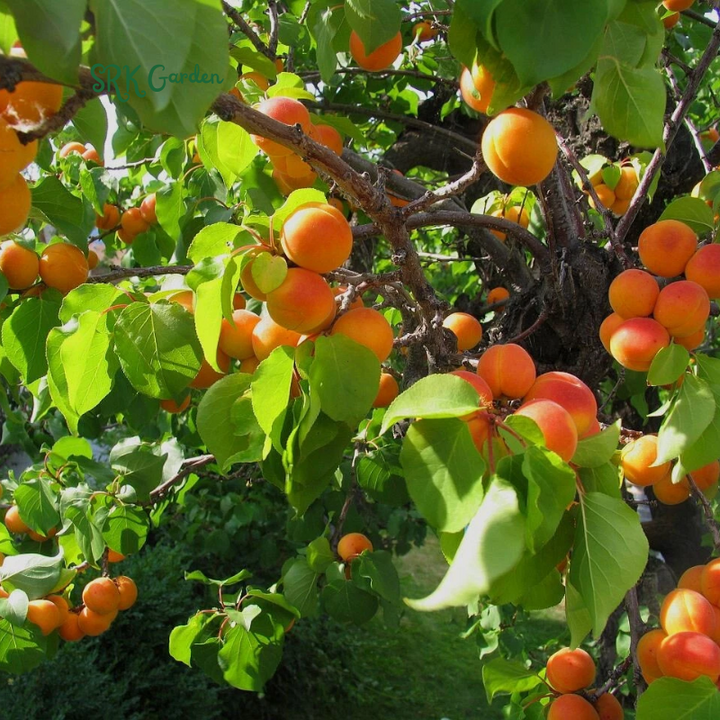 Apricot Tree Seedling for Growing