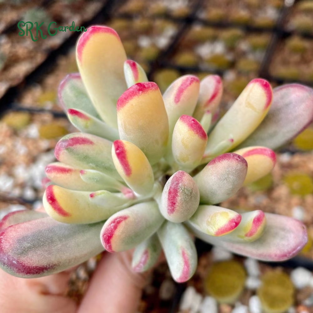 Variegated Cotyledon Orbiculata Long Leaf, Variegated Succulents, Rare Plant in 3", 4" pot