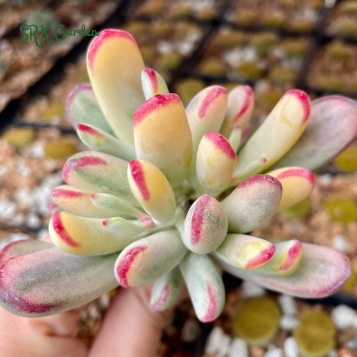 Variegated Cotyledon Orbiculata Long Leaf, Variegated Succulents, Rare Plant in 3", 4" pot