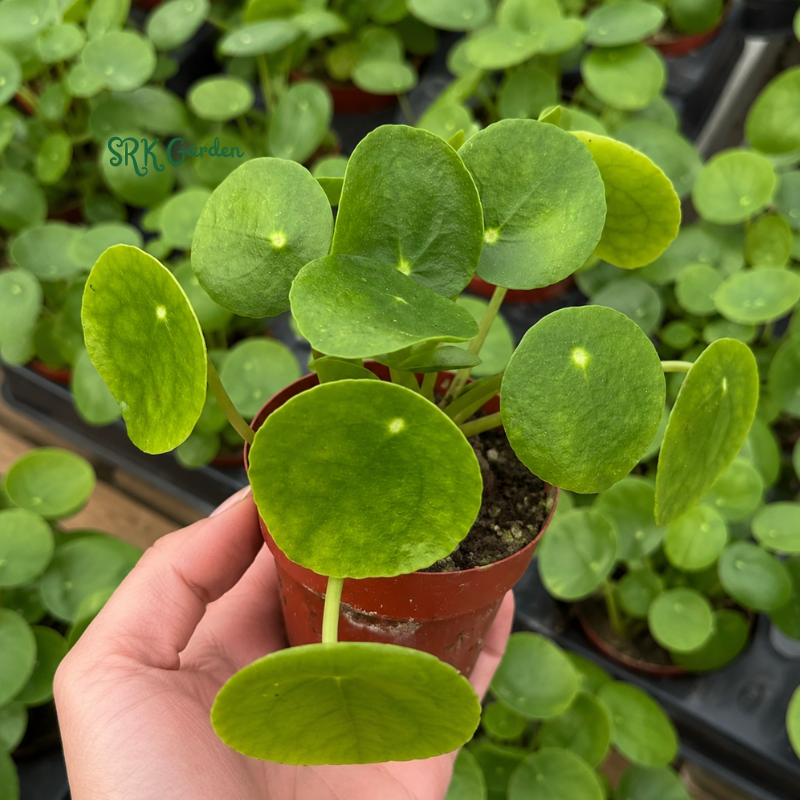 Chinese Money Plant (Pilea Peperomioides) 2.5" pot