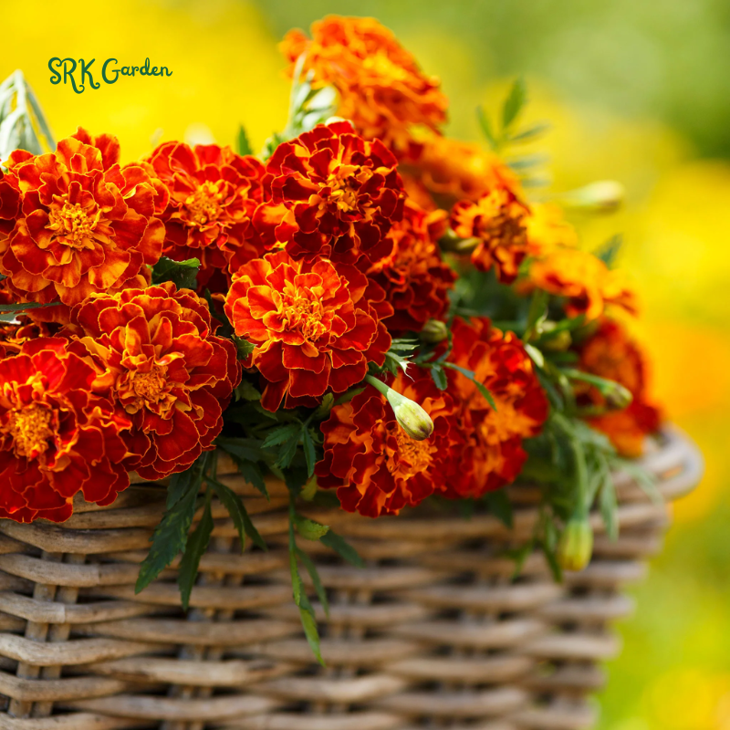 Petite French Marigold Seed Mix | 300 Seeds