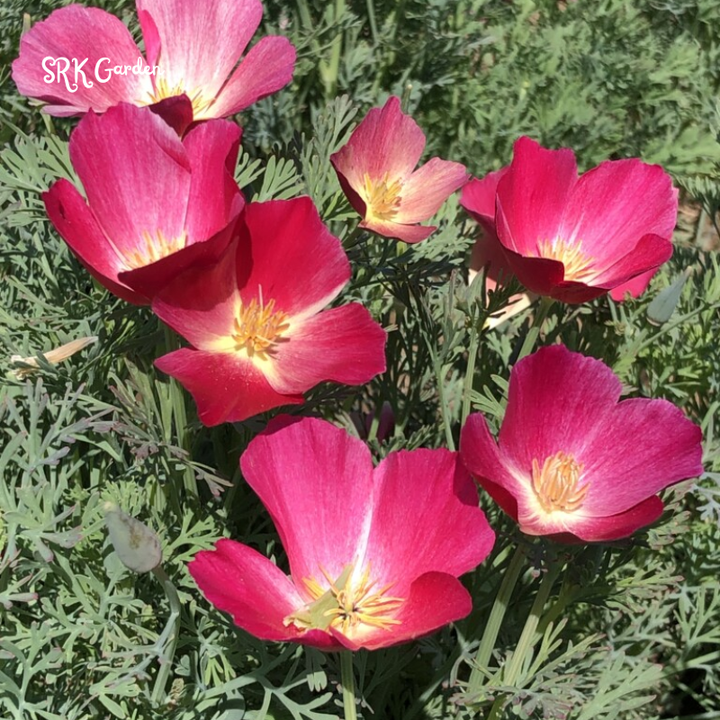 Carmine King California Poppy Seeds | 250 Seeds