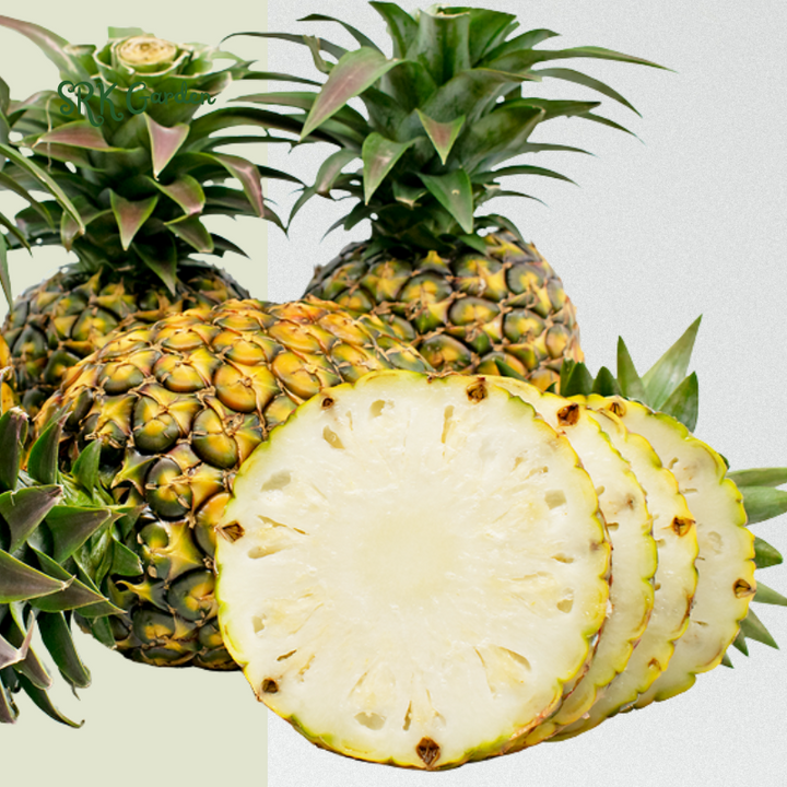 Sugarloaf Pineapple (Kona Sugarloaf) Live Plant - Ananas Comosus