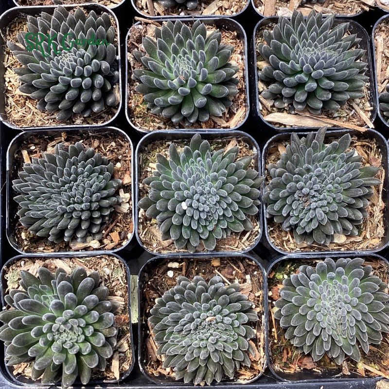 Black Sea Urchin, Sinocrassula Yunnanensis, Rare succulent in 2" pot
