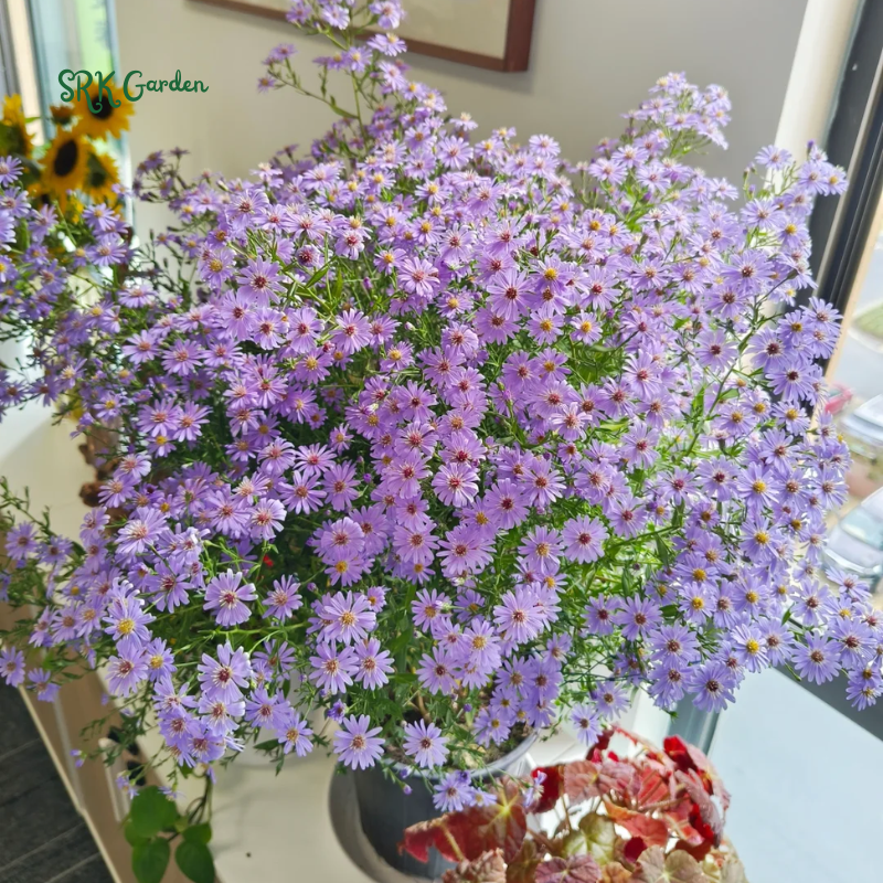 Smooth Blue Aster Seeds | 500 Seeds