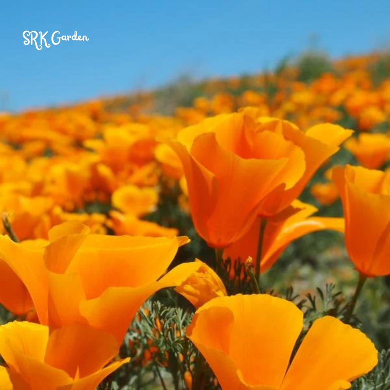 Orange California Poppy Seeds | 500 Seeds